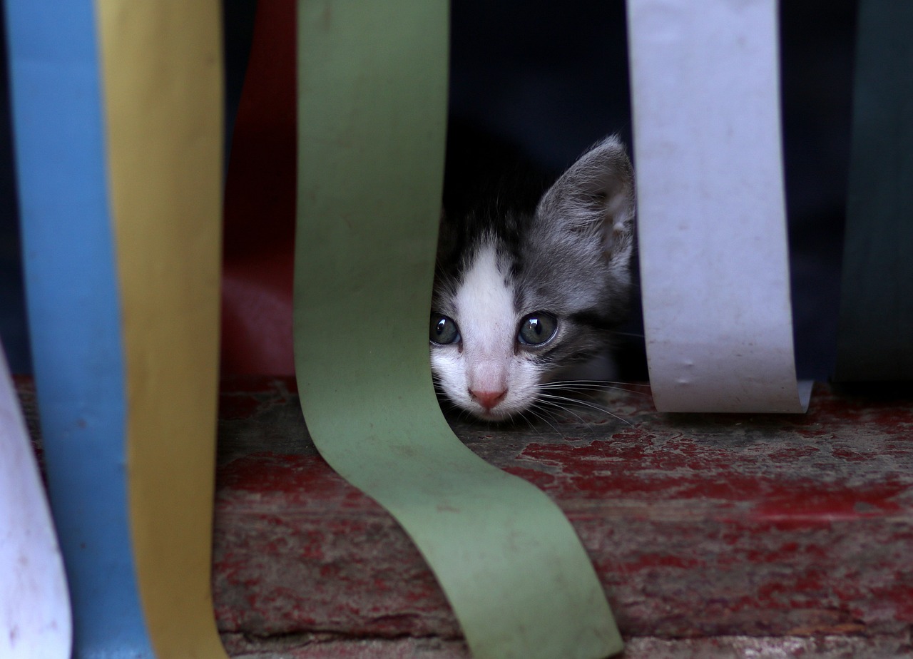 Understanding the Playful Personality of the Ocicat